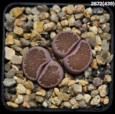 Lithops salicola cv. Bacchus (8 years! best fa.!) -MG 1709.4 (2h)(5x5)-2672(439)