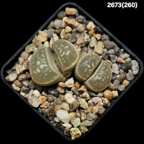 Lithops marmorata (syn. diutina) -C 260 (2h)(5x5)-2673(260)