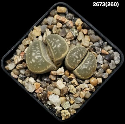 Lithops marmorata (syn. diutina) -C 260 (2h)(5x5)-2673(260)