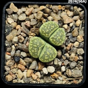 Lithops julii var. fulleri `Fullergren`- C 56A (2h)(5x5)- 2674(56A)