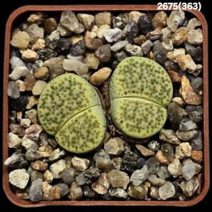 Lithops fulviceps *Aurea* -C 363 (2h)(5x5)-2675(363)