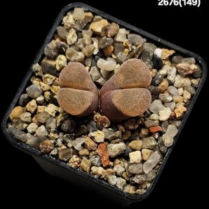 Conophytum praesectum (Opthalmophyllum) -MG 1802.1 (2h)(5x5)-2676(149)