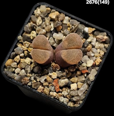 Conophytum praesectum (Opthalmophyllum) -MG 1802.1 (2h)(5x5)-2676(149)