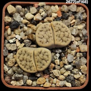 Lithops karasmontana (syn. mickbergensis) (fa.) -of C 168 (2h)(5x5)-2677(of168)