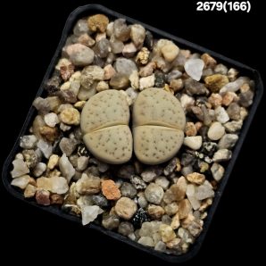 Lithops vallis-mariae -C 166, MG 1751.9 (2h)(5x5)-2679(166)