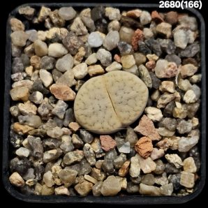 Lithops vallis-mariae -C 166, MG 1751.9 (5x5)-2680(166)