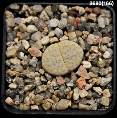 Lithops vallis-mariae -C 166, MG 1751.9 (5x5)-2680(166)