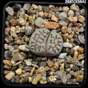 Lithops hybrid julii var. fulleri `Fullergren`- XC 56A(5x5)- 2681(X56A)