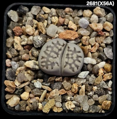 Lithops hybrid julii var. fulleri `Fullergren`- XC 56A(5x5)- 2681(X56A)