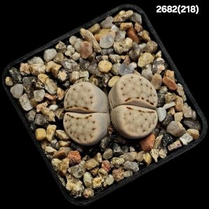 Lithops julii littlewoodii (white fa.) –C 218 (2h)(5x5)-2682(218)