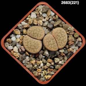 Lithops fulviceps (yellow fa.) -C 221 (2h)(5x5)-2683(221)