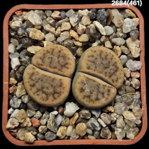 Lithops schwantesii var. marthae -60 km Ausserach Pilah, Apl (2h)(5x5)-2684(461)