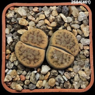 Lithops schwantesii var. marthae -60 km Ausserach Pilah, Apl (2h)(5x5)-2684(461)