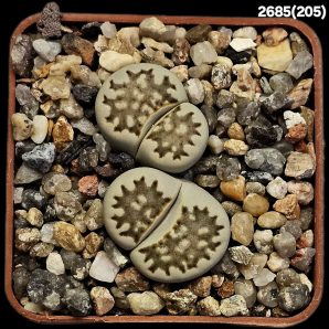 Lithops julii (syn. chrysocephala) (reticulate fa.) -C 205 (2h)(5x5)-2685(205)