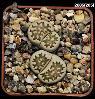 Lithops julii (syn. chrysocephala) (reticulate fa.) -C 205 (2h)(5x5)-2685(205)