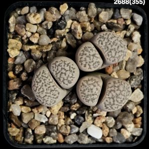 Lithops herrei -C 355 (3h)(5x5)-2688(355)