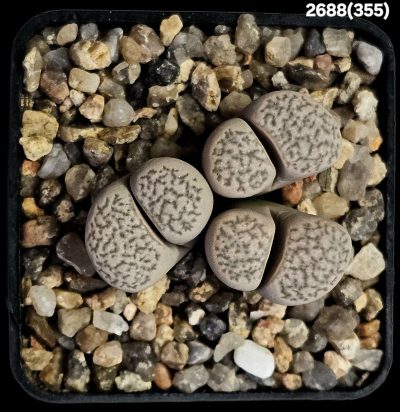 Lithops herrei -C 355 (3h)(5x5)-2688(355)