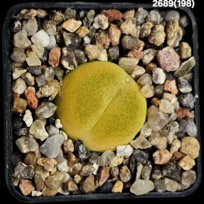 Conophytum maughanii ssp. armeniacum -SB 1534, COP 297-4 (5x5)-2689(198)