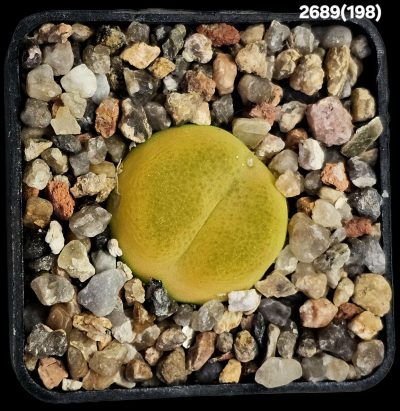 Conophytum maughanii ssp. armeniacum -SB 1534, COP 297-4 (5x5)-2689(198)