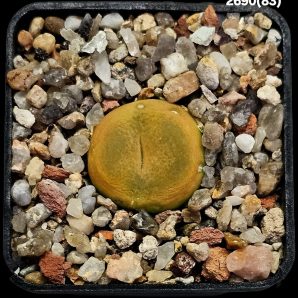 Conophytum maughanii (aff.) -COP 169-041 (5x5)-2690(83)
