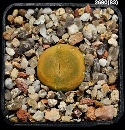 Conophytum maughanii (aff.) -COP 169-041 (5x5)-2690(83)