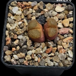 Conophytum praesectum (Opthalmophyllum) -MG 1802 (2h)(5x5)-2691(171)