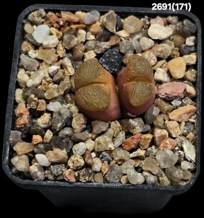 Conophytum praesectum (Opthalmophyllum) -MG 1802 (2h)(5x5)-2691(171)