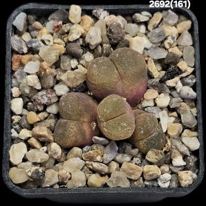 Conophytum sp. (Opthalmophyllum) -88 km N of Springbok, COP 303-047 (4h)(5x5)-2692(161)