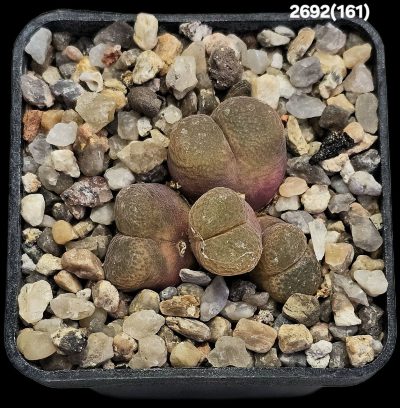 Conophytum sp. (Opthalmophyllum) -88 km N of Springbok, COP 303-047 (4h)(5x5)-2692(161)