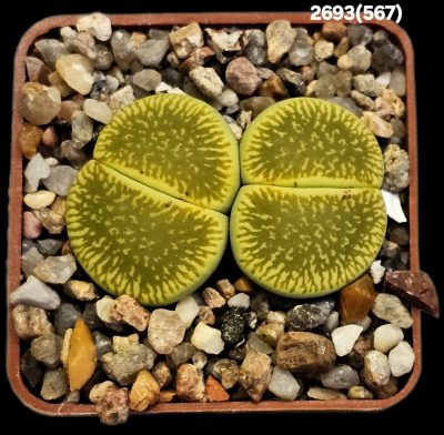 Lithops aucampiae `Bella Ketty` (2h)(5x5)-2693(567)