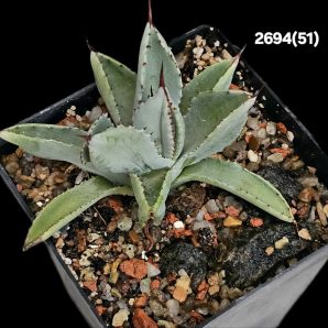 Agave potatorum `Cubic` (8x8)-2694(51)