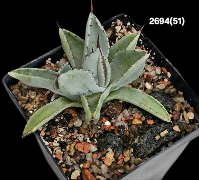 Agave potatorum `Cubic` (8x8)-2694(51)