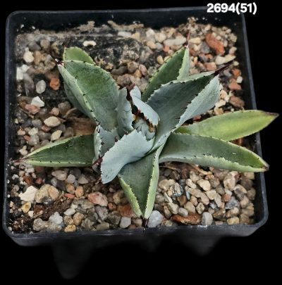 Agave potatorum `Cubic` (8x8)-2694(51) - Зображення 2