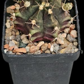 Gymnocalycium hybrid friedrichii (5x5)-2695