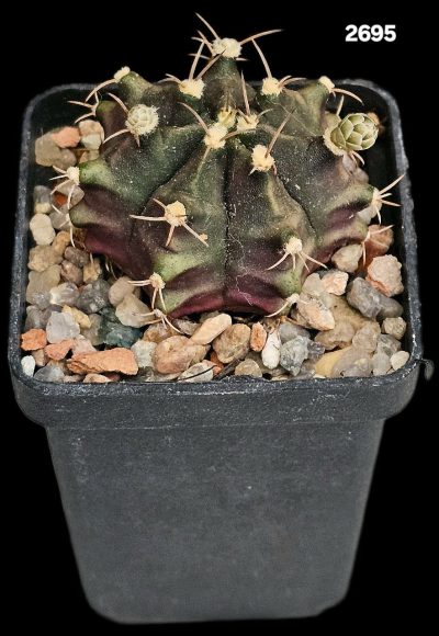 Gymnocalycium hybrid friedrichii (5x5)-2695