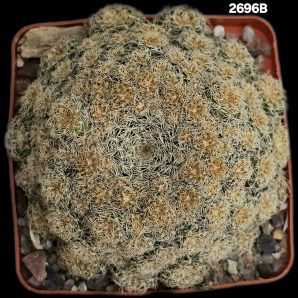 Sulcorebutia albini-albida -KK 1214 (7x7)-2696B