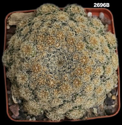 Sulcorebutia albini-albida -KK 1214 (7x7)-2696B