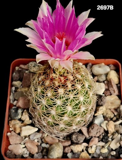 Thelocactus bicolor var. Flavidispinus (8x8)-2697B - Зображення 2