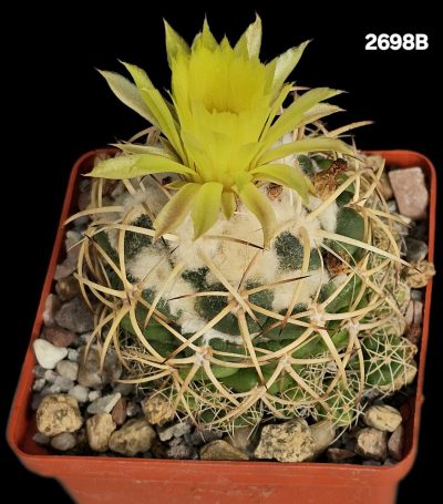 Coryphantha vogtherriana aff –MG (8x8)-2698B - Зображення 2