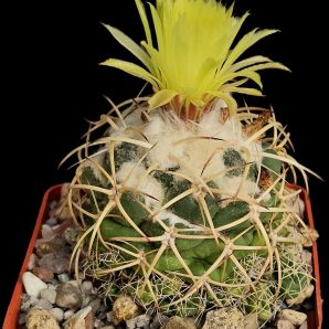 Coryphantha vogtherriana aff –MG (8x8)-2698B