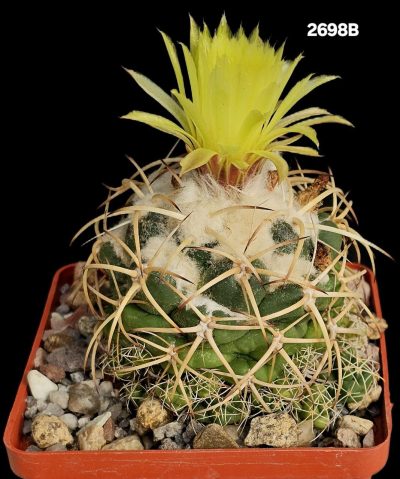 Coryphantha vogtherriana aff –MG (8x8)-2698B
