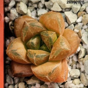 Haworthia hybrid `SMARAGD` (selection fa.) (5x5)-2699(191)