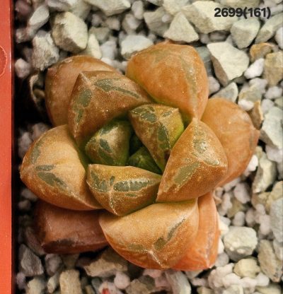 Haworthia hybrid `SMARAGD` (selection fa.) (5x5)-2699(191)
