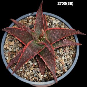 Aloe `Christmas Sleigh` (reddest fa.#1) -China(D=11)-2700(36)