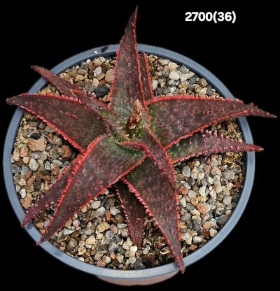 Aloe `Christmas Sleigh` (reddest fa.#1) -China(D=11)-2700(36)