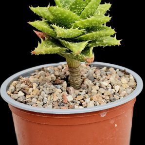 Aloe hybrid brevifolia fa. variegata (bonsai) (D=10)-2701(48)