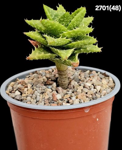 Aloe hybrid brevifolia fa. variegata (bonsai) (D=10)-2701(48)