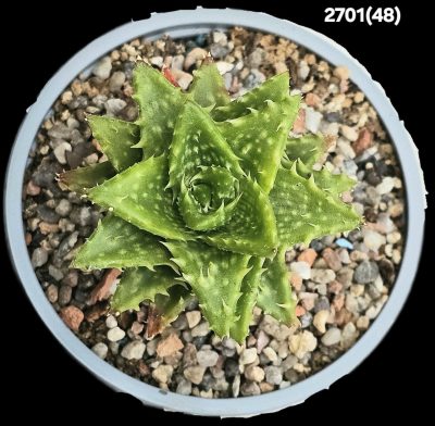 Aloe hybrid brevifolia fa. variegata (bonsai) (D=10)-2701(48) - Зображення 2