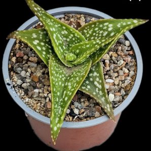 Aloe ruffingiana (D=10)-2702(50)