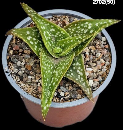 Aloe ruffingiana (D=10)-2702(50)